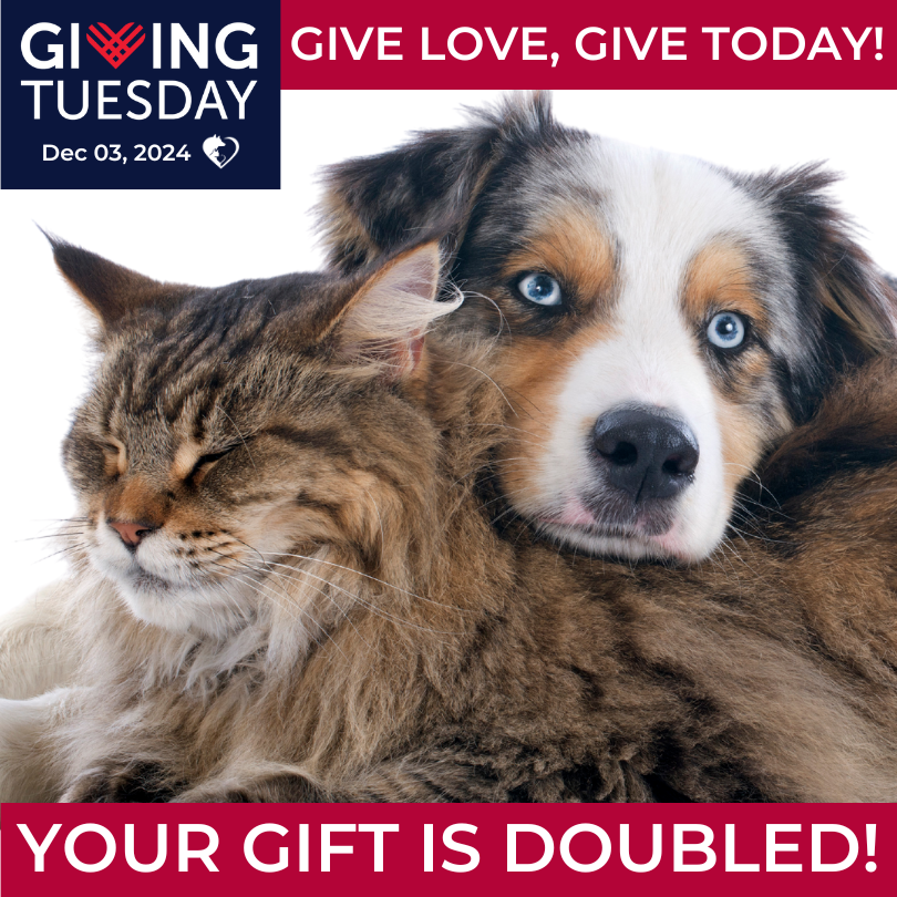 Giving Tuesday