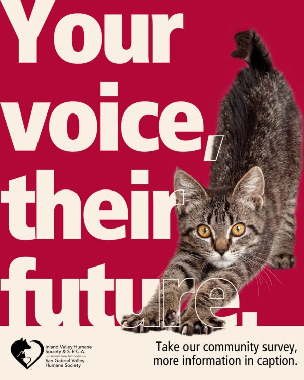 Your voice matters to the animals we serve! We are launching a new multi-year strategic…