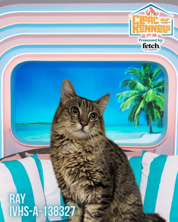📱 I GOT A TEXT! 🏝️ Meet Ray (IVHS-A-138327), one of the villa's most eligible…