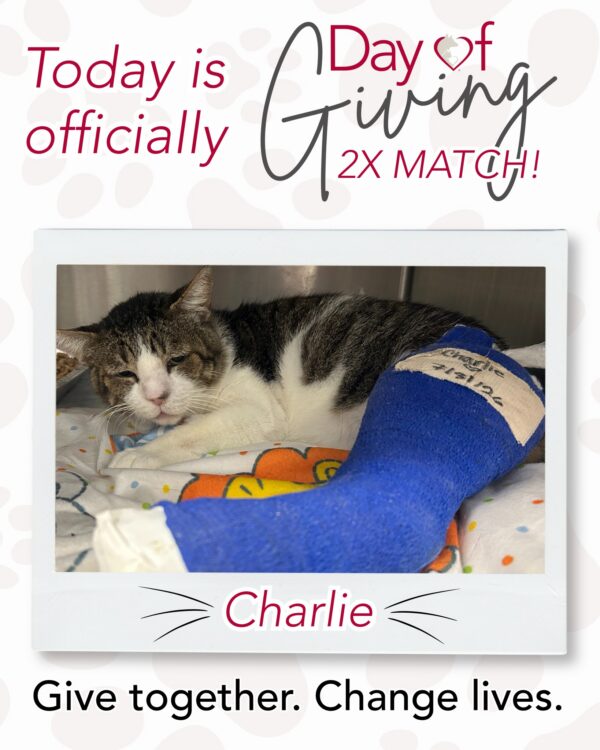 Charlie was found broken, suffering, and alone. He couldn't move. His leg was shattered, part…