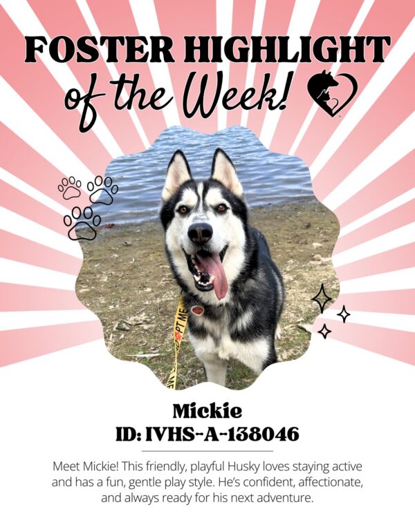 🐾 Foster Highlight: Mickie (ID: IVHS-A-138046)! 🐾 Mickie is a playful, energetic Husky who loves…