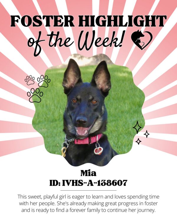 🐾 Foster Highlight: Mia (ID: IVHS-A-138607)! 🐾 Mia is the perfect mix of playful and…