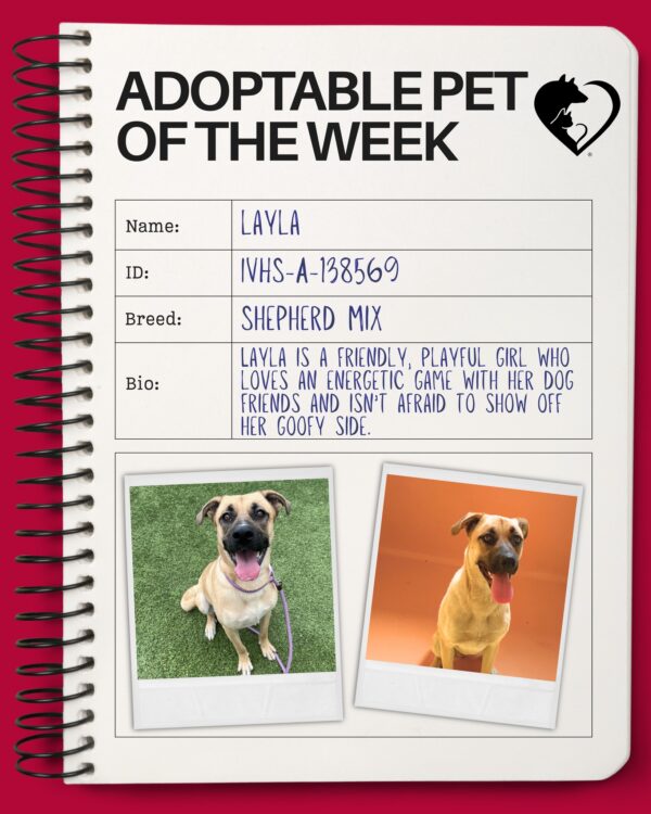 🐾 Adoptable Pet of the Week: Layla (ID: IVHS-A-138569) 🐾 Layla is a fun, energetic…
