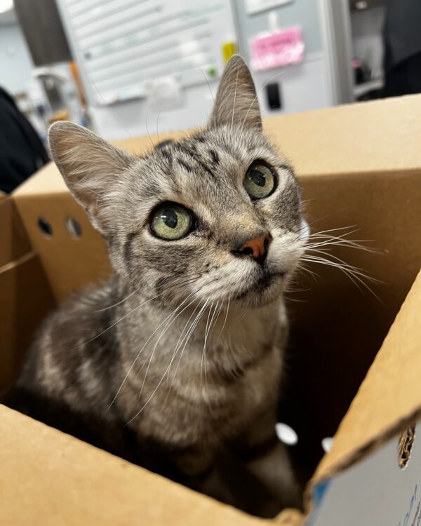 🏡 This sweet cat made it back home because of one tiny thing: a microchip.…