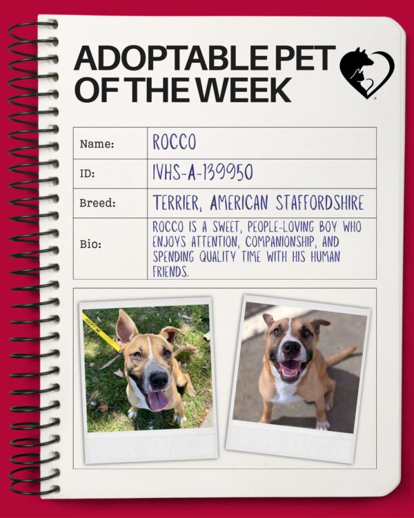 🐾 Adoptable Pet of the Week: Rocco (ID: IVHS-A-139950) 🐾 Rocco knows what he likes,…