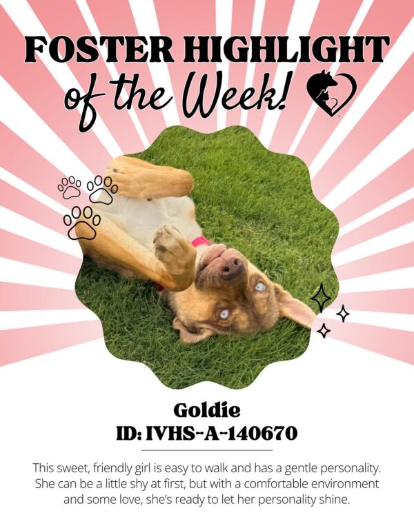 🐾 Foster Highlight: Goldie (ID: IVHS-A-140670)! 🐾 Goldie is a sweet and gentle girl who’s…
