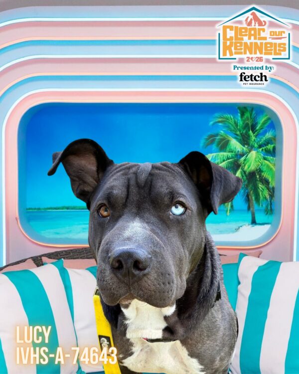 📱 I GOT A TEXT! 🏝️ Bombshell alert: Lucy has entered the villa. 💕🐾 This…