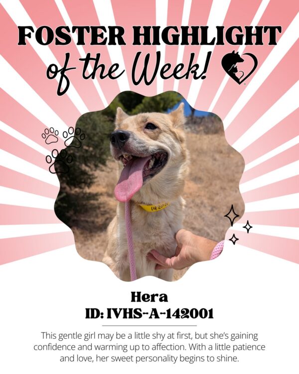🐾 Foster Highlight: Hera (ID: IVHS-A-142001)! 🐾 Hera is a gentle, sweet girl who’s learning…