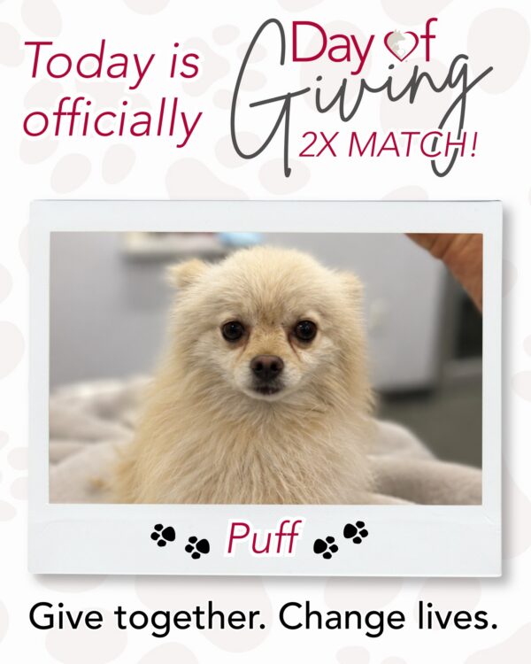 Puff was rescued from a hoarding situation, matted, patchy, and crawling with fleas. He was…