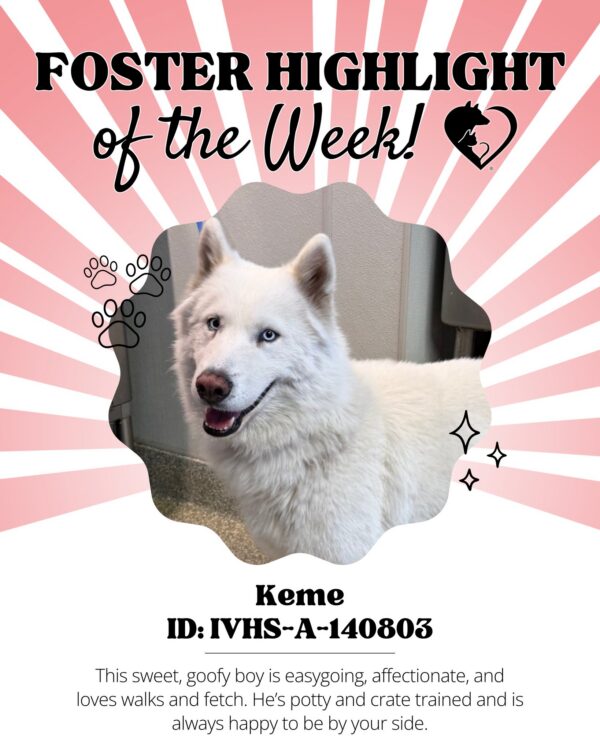 🐾 Foster Highlight: Keme (ID: IVHS-A-140803)! 🐾 Keme is a sweet, goofy guy with an…
