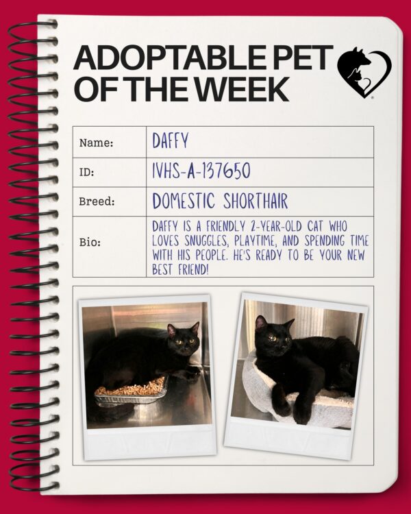 🐾 Adoptable Pet of the Week: Daffy (ID: IVHS-A-137650) 🐾 Looking for a best friend?…
