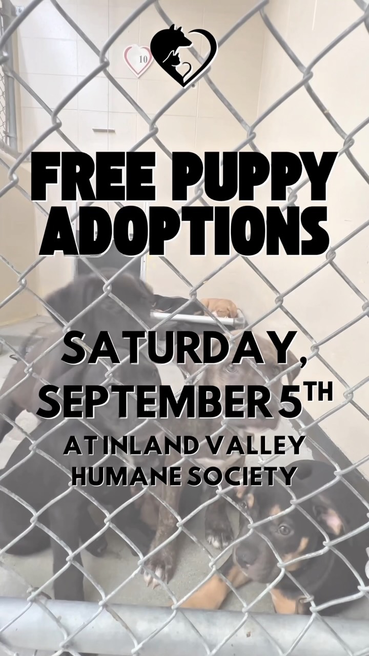 We are overflowing with puppies! 🐾 These puppies and many more are available for adoption!…