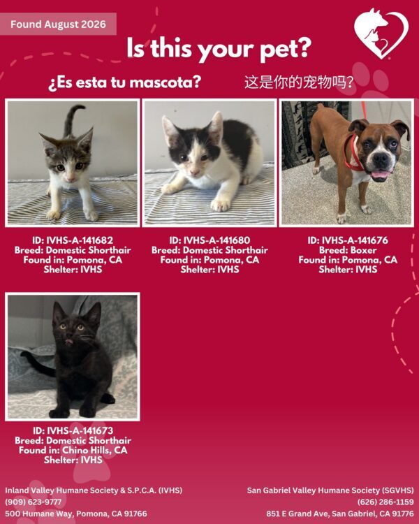 Here’s the latest batch of Getaway Pets who arrived at IVHS & SPCA the weekend!…