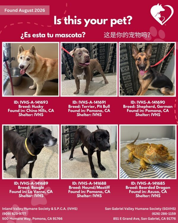 Here’s the latest batch of Getaway Pets who arrived at IVHS & SPCA the weekend!…
