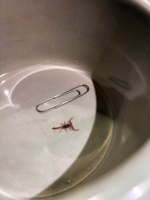 Tiny, but still worth watching out for. 🦂 We recently found this baby scorpion on…