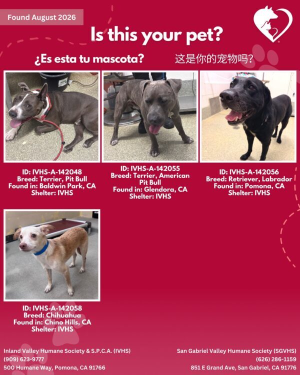 Here’s the latest batch of Getaway Pets who arrived at IVHS & SPCA the weekend!…