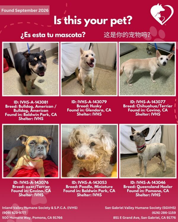 Here’s the latest batch of Getaway Pets who arrived at IVHS & SPCA this weekend!…