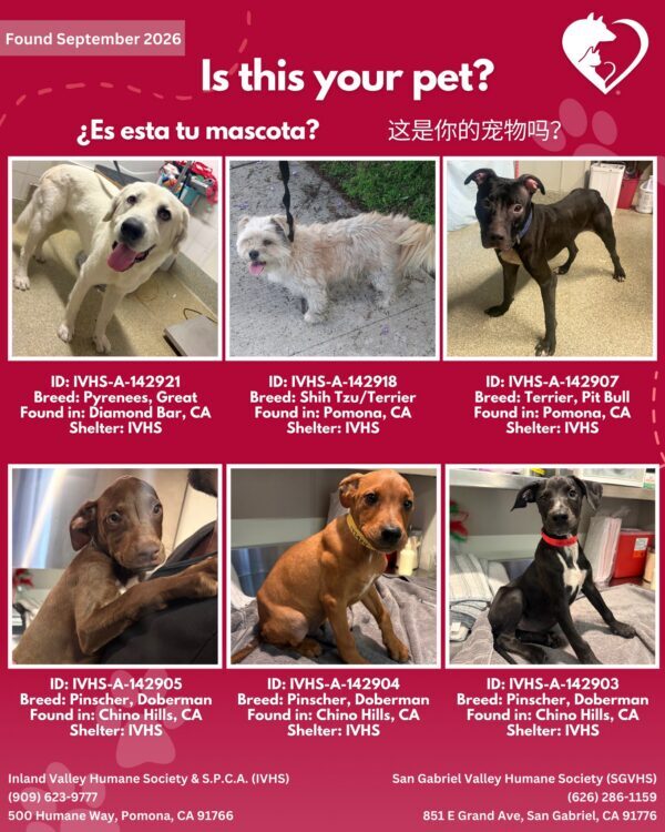 Here’s the latest batch of Getaway Pets who arrived at IVHS & SPCA this long…