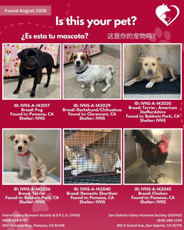 Here’s the latest batch of Getaway Pets who arrived at IVHS & SPCA the weekend!…