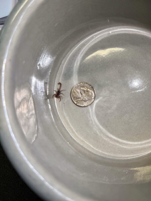 Tiny, but still worth watching out for. 🦂 We recently found this baby scorpion on…