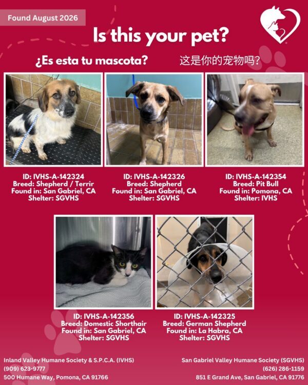 Here’s the latest batch of Getaway Pets who arrived at IVHS & SPCA the weekend!…
