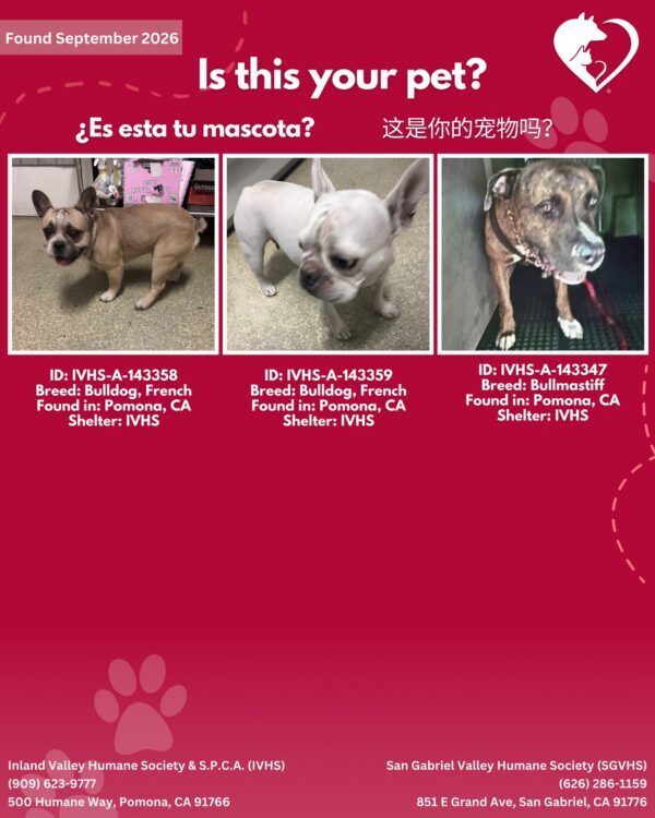 Here’s the latest batch of Getaway Pets who arrived at IVHS & SPCA this weekend!…