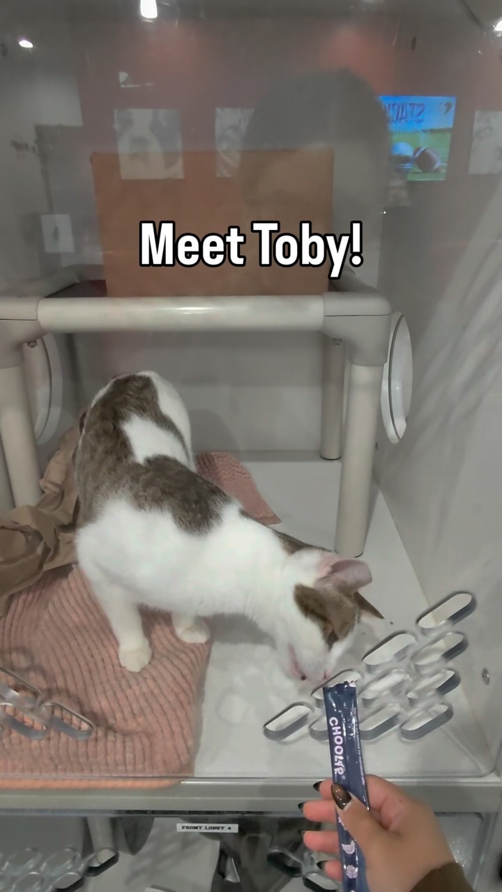 ✨Adoptable Cat of the Week: Toby (ID: IVHS-A-136481)✨ Toby may be a little shy, but…
