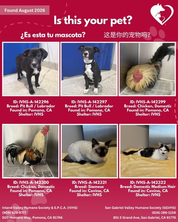 Here’s the latest batch of Getaway Pets who arrived at IVHS & SPCA the weekend!…