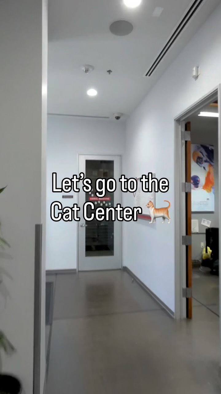 We have plenty of cats and kittens (and a couple bunnies) waiting for their forever…