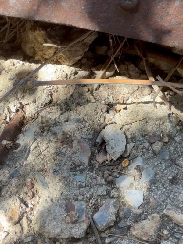 Tiny, but still worth watching out for. 🦂 We recently found this baby scorpion on…
