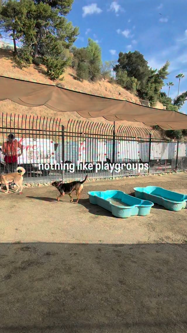 Adopt one of our playgroup rockstars! 🌟 📍 500 Humane Way, Pomona, CA 91766 🔗…