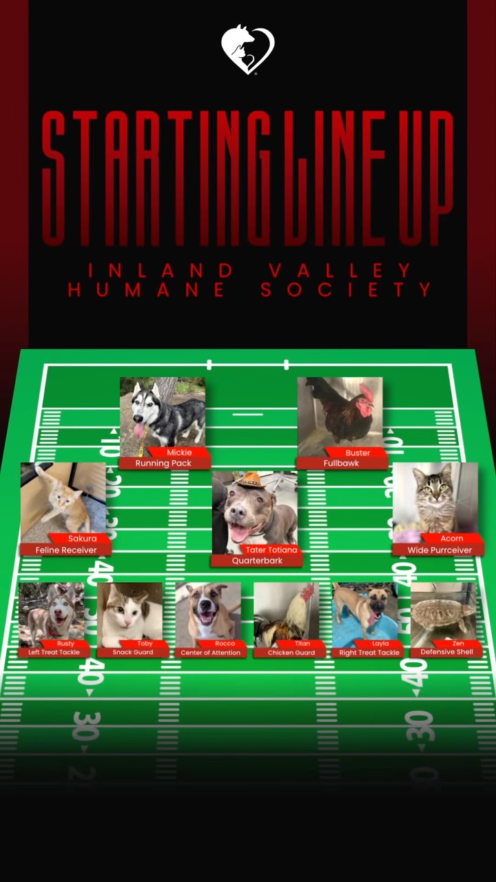 NFL Season is here and so is our starting line up of pets available for…
