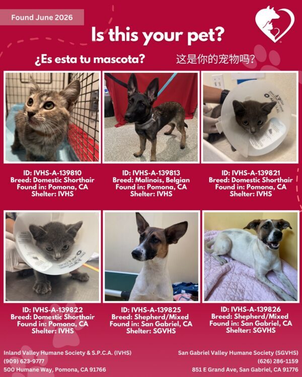 Here’s the latest batch of Getaway Pets who arrived at IVHS & SPCA and SGVHS…