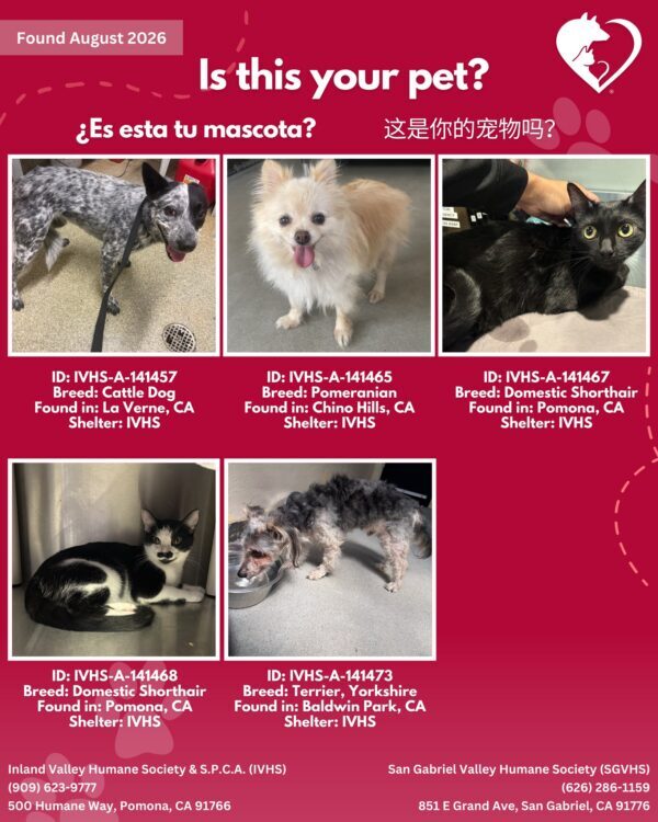 Here’s the latest batch of Getaway Pets who arrived at IVHS & SPCA the weekend!…