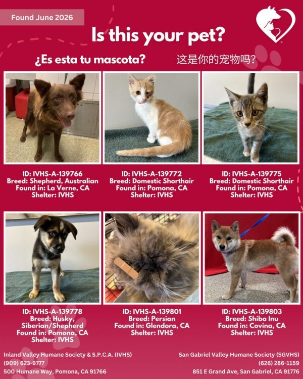 Here’s the latest batch of Getaway Pets who arrived at IVHS & SPCA and SGVHS…