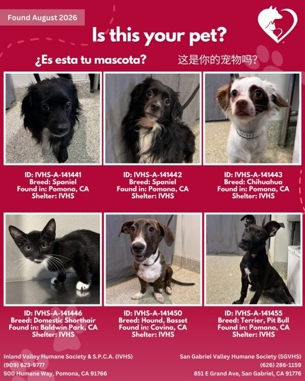 Here’s the latest batch of Getaway Pets who arrived at IVHS & SPCA the weekend!…