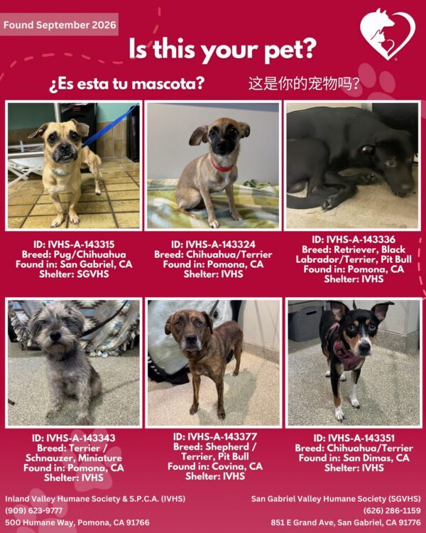 Here’s the latest batch of Getaway Pets who arrived at IVHS & SPCA this weekend!…