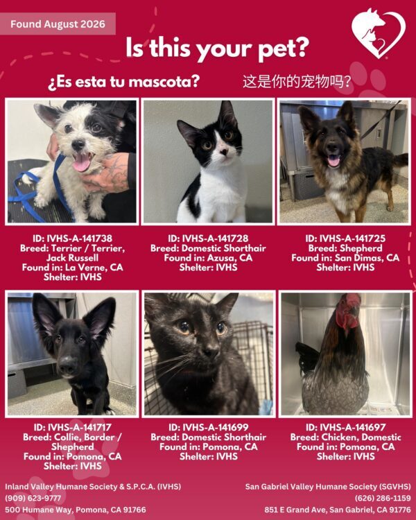 Here’s the latest batch of Getaway Pets who arrived at IVHS & SPCA the weekend!…