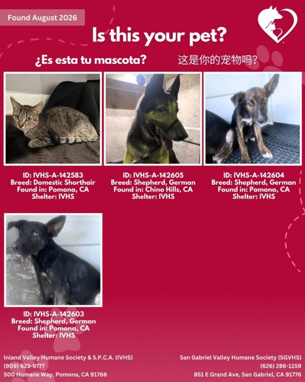 Here’s the latest batch of Getaway Pets who arrived at IVHS & SPCA the weekend!…