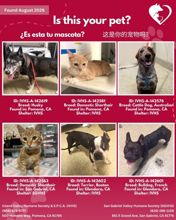 Here’s the latest batch of Getaway Pets who arrived at IVHS & SPCA the weekend!…