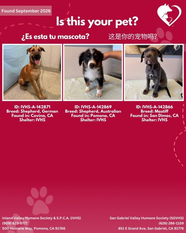 Here’s the latest batch of Getaway Pets who arrived at IVHS & SPCA this long…