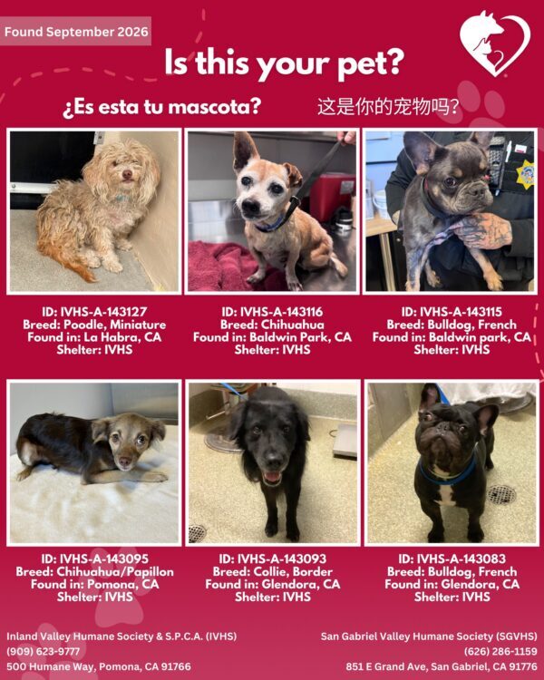 Here’s the latest batch of Getaway Pets who arrived at IVHS & SPCA this weekend!…